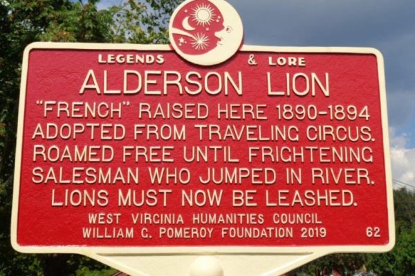 Alderson-Lion-14-768x576